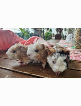 Meerschweinchen Lunkarya - Hagen (Stadt der FernUniversität) Emst