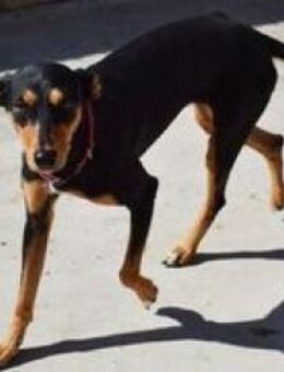 Whitney sucht Familienanschluss - Niedereschach