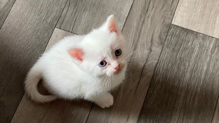 Einzigartige 1 Kitten-Kater, Mutter Kaho Manee -BKH weiß Mix Vater Maine Coone - BKH Blau Mix zu verkaufen 300€ - Mosbach
