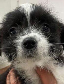 Thelma, geb. ca. 08/2025, Griechenland - Euskirchen