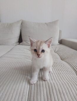 Katzen, Baby Katzen, Kitten - Schwerte (Hansestadt an der Ruhr)