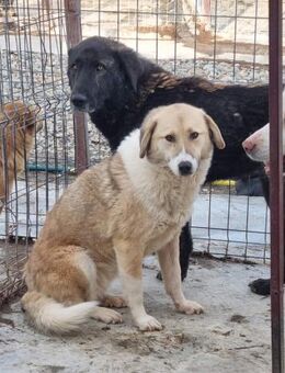 Wer hilft CAMILLA aus ihrer Angst ? - Neuberg