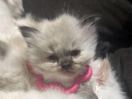 Perser/Ragdoll babykatzen - Dorfen