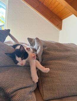 Süße Mix Kitten abzugeben!! - Mössingen