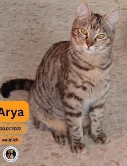 ARYA, w., kastr., EKH, geb. 07/2022 - Sipplingen
