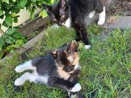 Katzenbabys Kitten in liebevolle Hände abzugeben - Delbrück