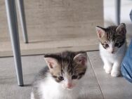 Baby Katzen suchen liebevolles zuhause 🐾 - Hennstedt (Landkreis Dithmarschen)
