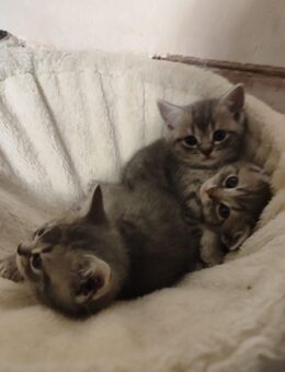 Süße Kitten abzugeben - Fellbach