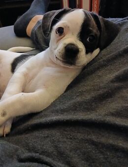 französische bulldogge mix - Rostock