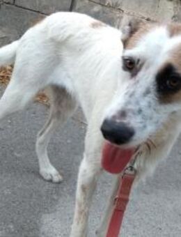 LENA - verspielte aktive Hündin...... - Kempen