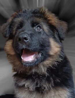 Schäferhund Welpen Hündinnen - Herzogenrath