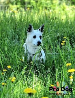Aiko auf Pflegestelle - Talkau