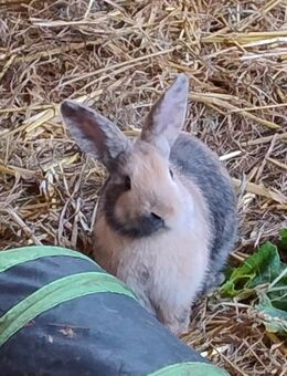 Kaninchen Zwergkaninchen Bock - Högsdorf