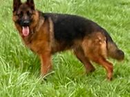Deutscher Schäferhund Hündin 2,5 Jahre alt - Recklinghausen