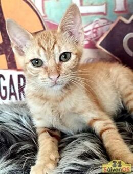 Karashi Junger Kater sucht Happy Home - Bad Camberg