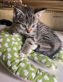 Kleine Katzen zu verkaufen - Bielefeld