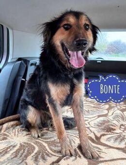 Bonte ein absoluter Schatz - Flörsheim-Dalsheim