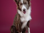 Border Collie Deckrüde Lilac/White mit Papieren - Nordhausen