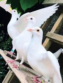 Weiße Brieftauben Tauben Vögel in 26409