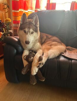 Neues Zuhause für Sibirien Husky rüde - Ludwigshafen (Rhein)