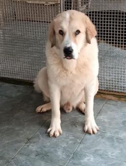 YAGO liebt Menschen 💕 - Marienfließ