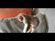 Bengal&EKH + Türkisch Angora Mix kitten - Darmstadt
