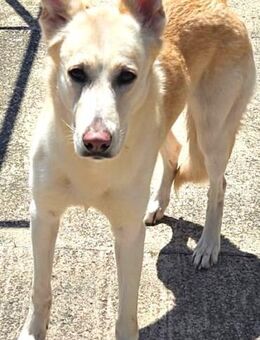 DAHLIA - aus Tötung gerettet...... - Kempen