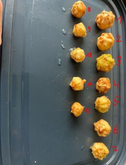 Alocasia Frydek GoG Rhizome - Oststeinbek