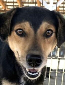 Ribana-quirlige Hündin 1 1/2 Jahre,50 cm - Rösrath