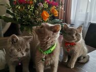 British Kurzhaar kitten lilac - Altensteig