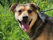 TINA will doch nur ein Zuhause - Gefrees