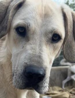 ARGO - gutmütiger & sanfter Riese - Dänischenhagen