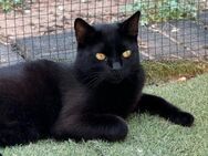 🐱❤️ Schwarze Schönheit Lucille ❤️🐱 - Eislingen (Fils)