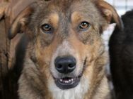 Unsere wunderschöne Lilly sucht Dich - Kallmünz