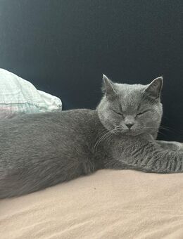 BKH Katze britische kurzhaar Nala - Rheine