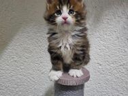 Maine Coon Kitten mit Stammbaum - Essen