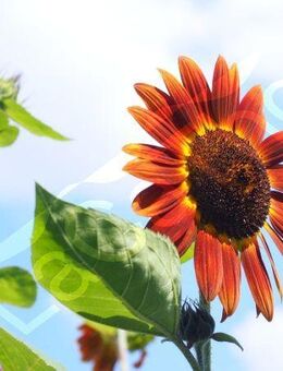 Gelb Bronzefarbene Sonnenblume Samen Sonnenblumensamen Herbstschönheit gelb orange goldene rötliche Blüten Sonnenblumenkerne heimisches insektenfreundliches wildflower garden Geschenk flower present Vatertag Geschenk Blumenwiese - Pfedelbach