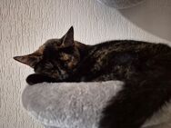 Nala sucht ein neues Zuhause - Willingshausen