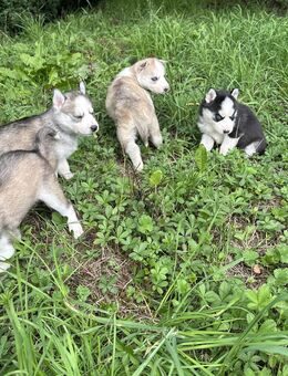 Silberien Malamute Husky zum Verlieben, suchen ihr Traum Zuhause - Seßlach
