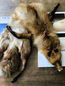 Echter Rotfuchs Pelz Stola Fuchsfell Echtfell Fuchsschal Unikat - Meinerzhagen