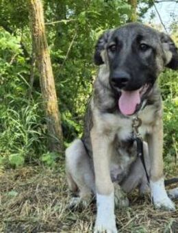 Maggie sucht ländliches Zuhause - München