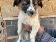🐾Welpe - verspielte Kimi🐾 - Eislingen (Fils)