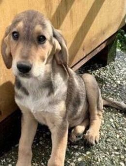 Liesel Mix Hündin ca. 4 Monate alt in GR - Reutlingen