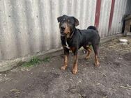 Unser sanfter Riese Poldi - Kabelhorst