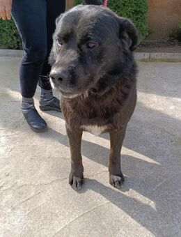 Tim ist bereit ❤️ - Mylau