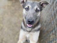 Tatra sucht eigenen Wirkungskreis - Linden (Hessen)