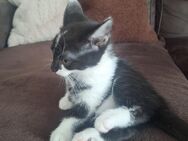 Babykatze - Paderborn