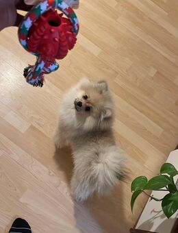 Teddy Pomerania welpe - Kiel