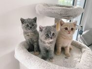 BKH Kitten reinrassig mit Stammbaum - Schleitheim
