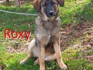 ROXY ❤ EILIG! sucht Zuhause/Pflegestelle - Langenhagen